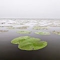 JardinFlotante